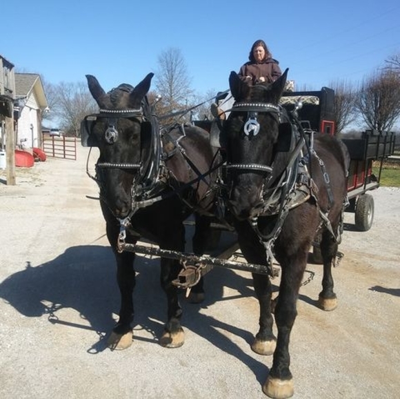 Meet your Posher, Robin - Picture 1 of 1